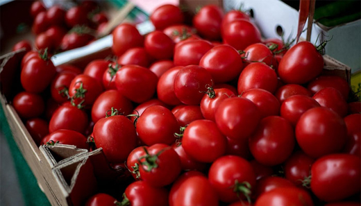 tomatoes 27 oct 17